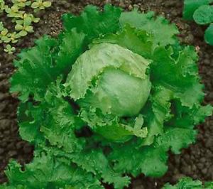 LATTUGA GRANDI LAGHI 118 - GR.50